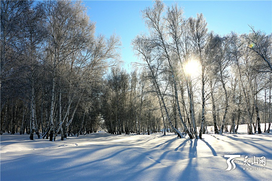 闪闪发光,阳光透过白桦林在雪地上投射出明暗相间的树影