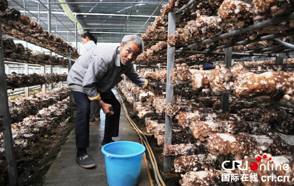图片默认标题_fororder_村民张守方在食用菌种植大棚采摘香菇--摄影--马永红