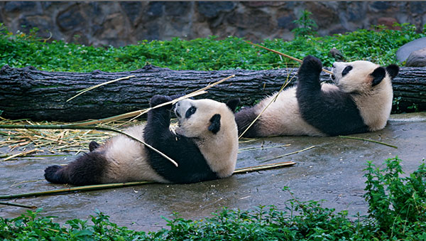 图片默认标题_fororder_5