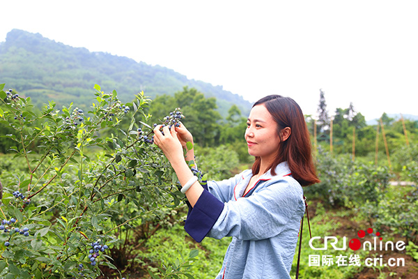 图片默认标题_fororder_游客体验蓝莓采摘（摄影：葛旺）-(2)