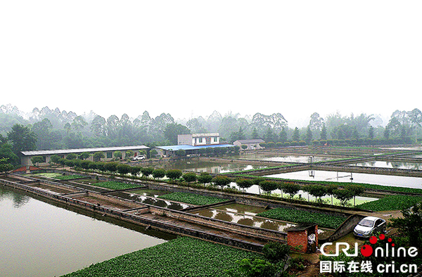 图片默认标题_fororder_茫溪甲鱼农庄（井研县王村镇政府--供图）