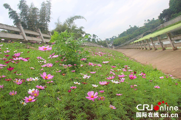 图片默认标题_fororder_河堤花海走廊（井研县王村镇政府--供图）