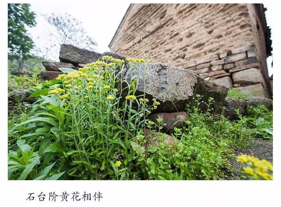 【中原文化-图片】商城县四楼湾 留住历史记忆的古村落