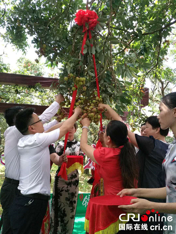 【唐已审】【原创】【八桂大地、八桂大地-钦州】【移动端】美味灵山荔枝引八方来客 【唐已审】【原创】【八桂大地、八桂大地-钦州】【移动端】美味灵山荔枝引八方来客