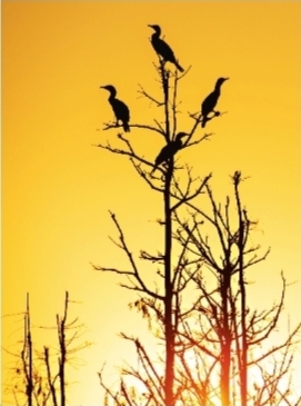 【城市远洋图片】4万只冬候鸟欢聚武汉沉湖湿地