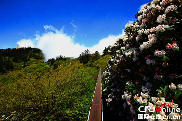 图片默认标题_fororder_金顶杜鹃（峨眉山旅游股份有限公司--供图）-(4) - 副本