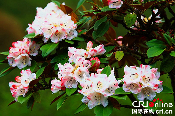 图片默认标题_fororder_金顶杜鹃（峨眉山旅游股份有限公司--供图）-(4)