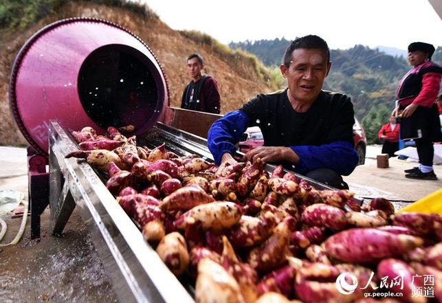 广西龙胜:红薯飘香助脱贫
