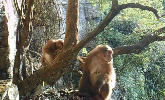 南宁大明山首次监测到国家一级保护动物熊猴