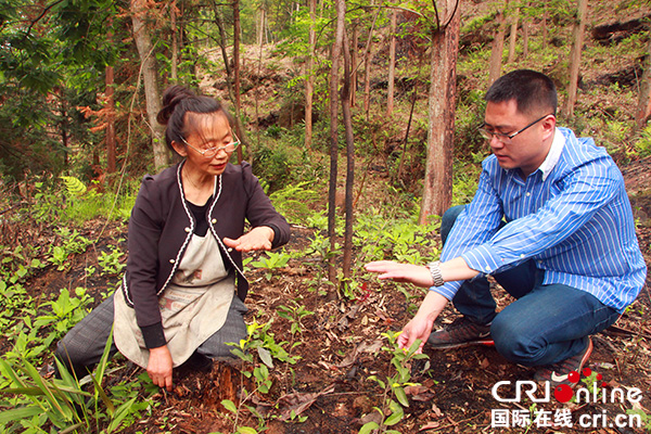 图片默认标题_fororder_余德琼（左）向林昊介绍老川茶生长情况（摄影：周代庆）