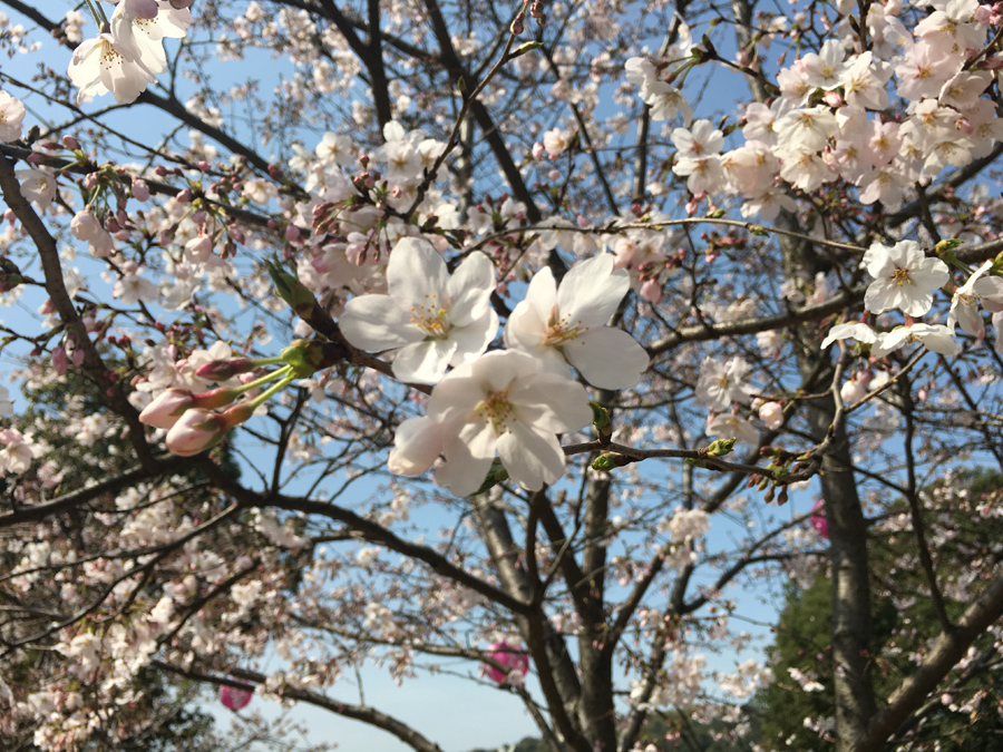 3月28日　無錫市鼋头渚公園    馬玥さん