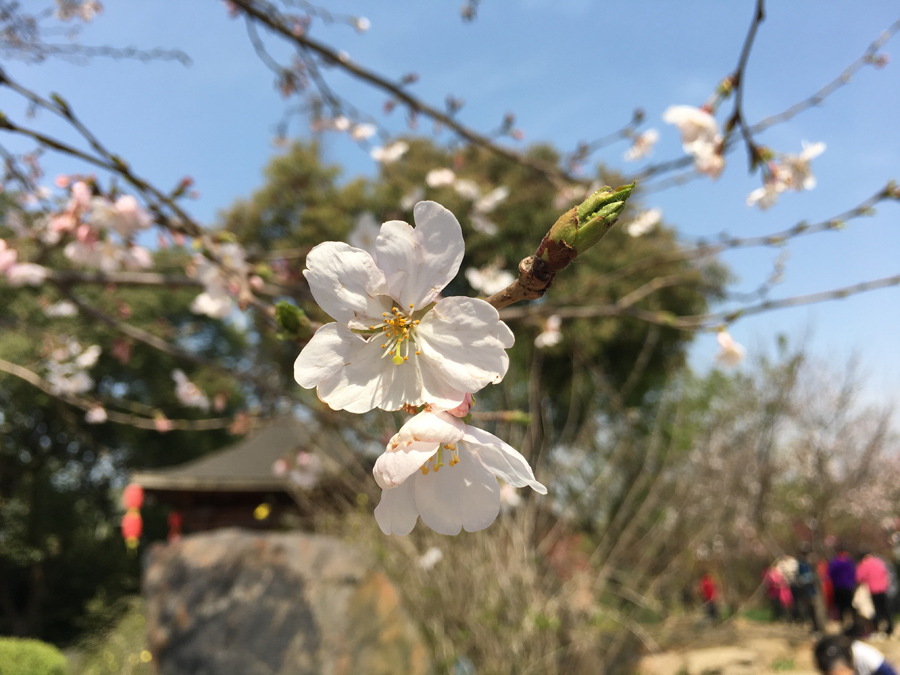 3月28日　無錫市鼋头渚公園    馬玥さん