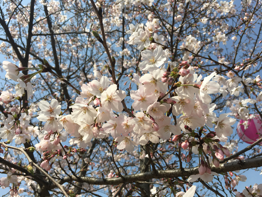 3月28日　無錫市鼋头渚公園    馬玥さん