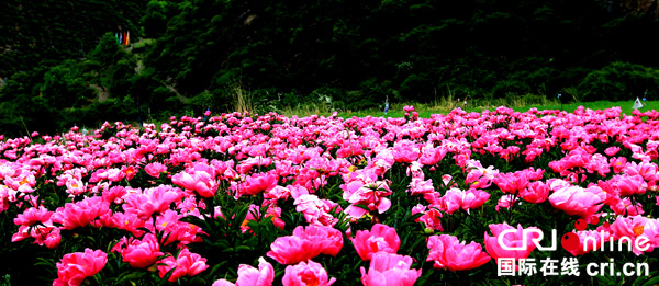 图片默认标题_fororder_1.芍药花竞相开放