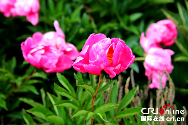 图片默认标题_fororder_3.芍药花娇艳欲滴