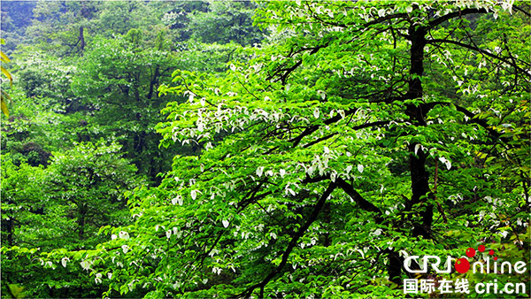 图片默认标题_fororder_鸽子花盛开（荥经县委宣传部-供图）