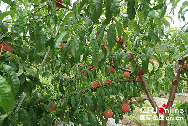 图片默认标题_fororder_2