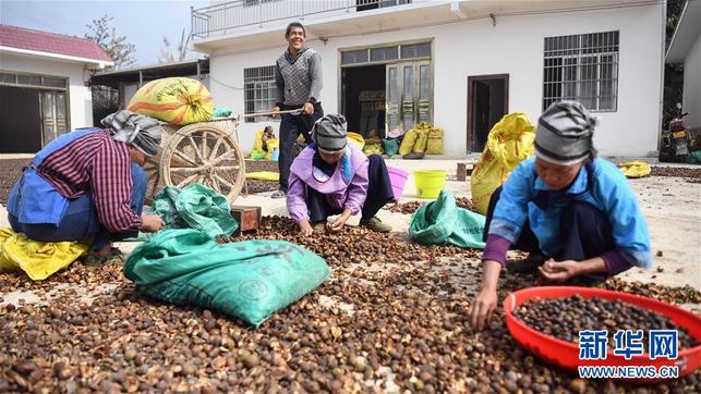 广西凌云：低产油茶改造助农脱贫
