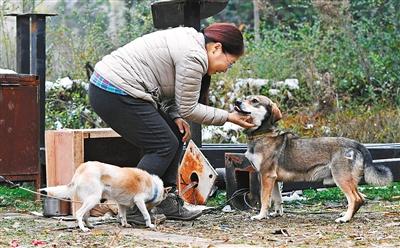 校园流浪猫狗何去何从 主因是人为遗弃