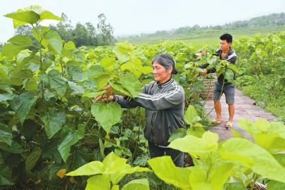 返乡农民工养蚕助奔康