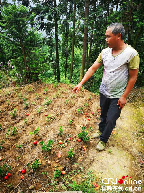 图片默认标题_fororder_油桃严重滞销（摄影：王卫东）-(2)