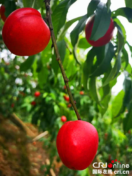图片默认标题_fororder_红彤彤的油桃挂树枝（摄影：王卫东）