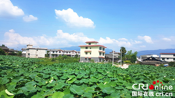 图片默认标题_fororder_百亩荷花盛开（雅安市天全县大坪乡政府-供图）
