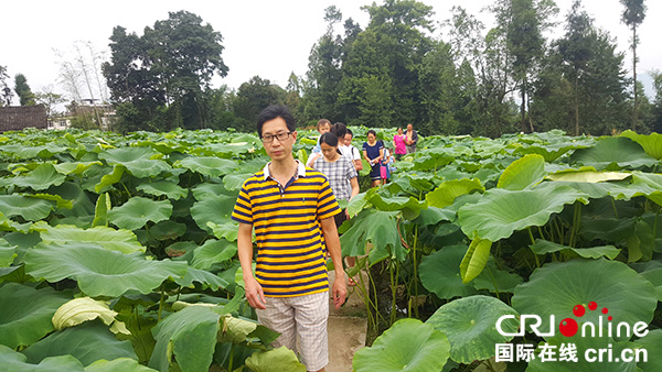 图片默认标题_fororder_游客行走在荷塘中（雅安市天全县大坪乡政府-供图）