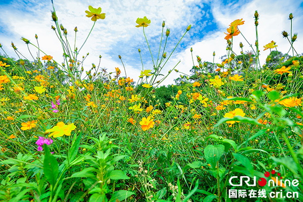 图片默认标题_fororder_景区内繁花似锦（摄影-廖志全）