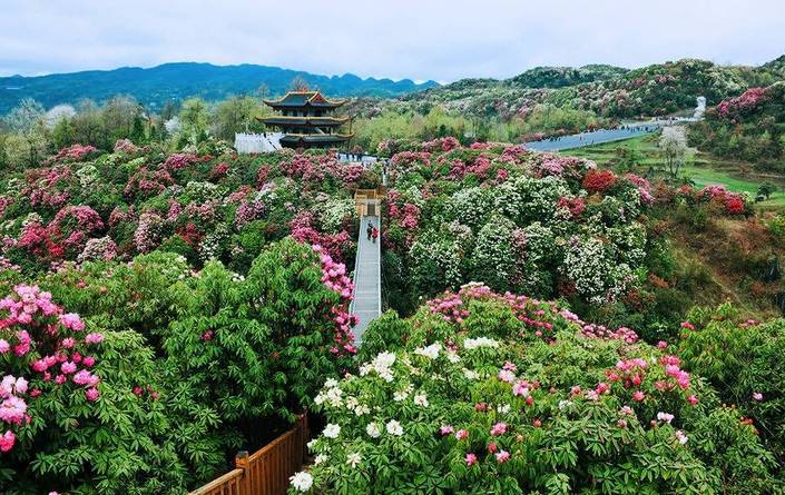 贵州百里杜鹃花海