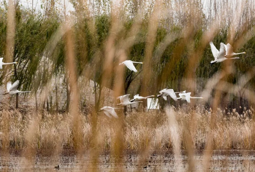 「新华社」这是初冬的神州，这是如画的中国！