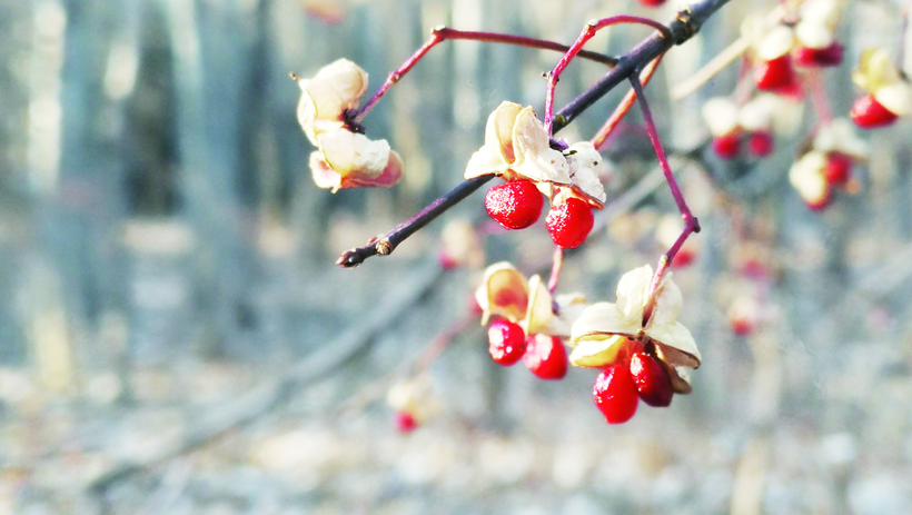 长春：冬日南湖“暖” 亮色亦如春