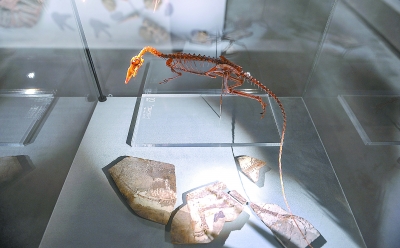 河北丰宁发现30厘米恐龙新物种