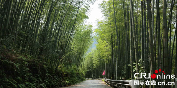 图片默认标题_fororder_羌王竹海