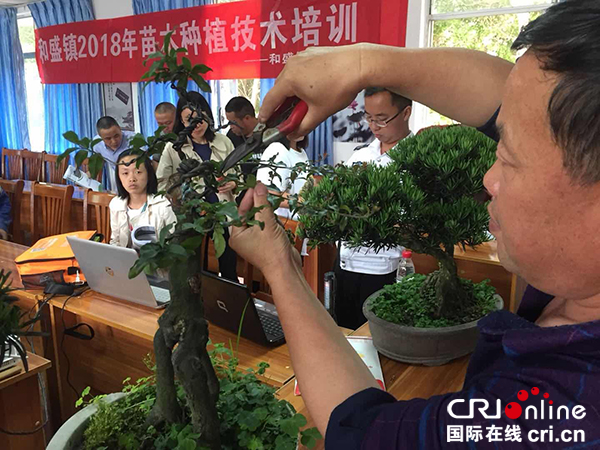 图片默认标题_fororder_演示剪枝（摄影-黎波）