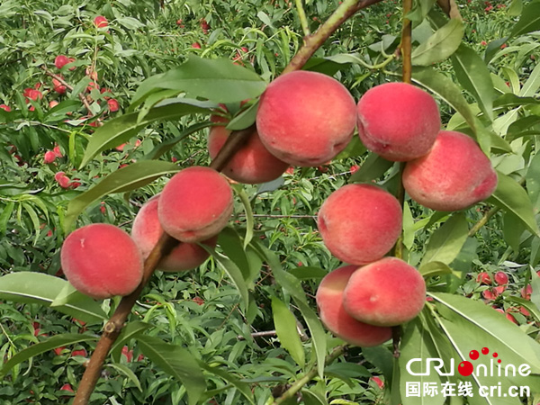 图片默认标题_fororder_长宁多地桃子成熟了