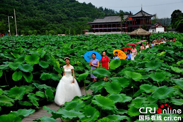 图片默认标题_fororder_荷塘走秀（供图-昭化区）