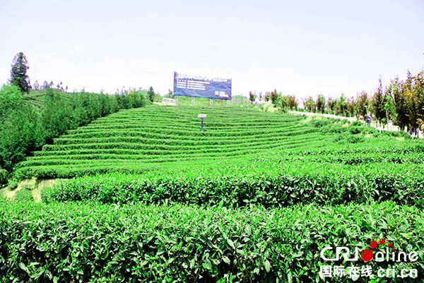 图片默认标题_fororder_茶山一角--（摄影-何芳）