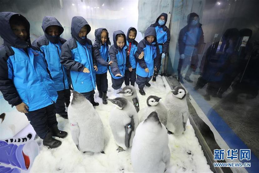 广东珠海：小学生零距离接触帝企鹅