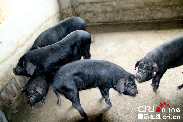 图片默认标题_fororder_让贫困户领养的黑猪--（摄影-高学兵）