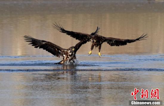 【中新网】新疆开都河发现国家一级保护动物“金雕”