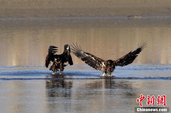 【中新网】新疆开都河发现国家一级保护动物“金雕”