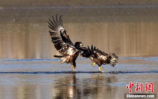 【中新网】新疆开都河发现国家一级保护动物“金雕”