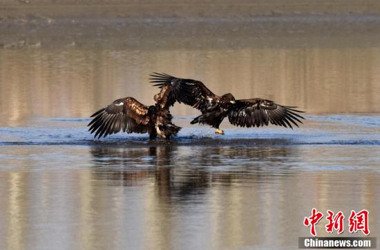 【中新网】新疆开都河发现国家一级保护动物“金雕”