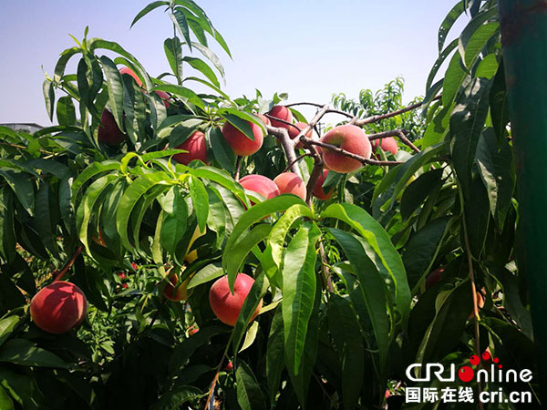 图片默认标题_fororder_2