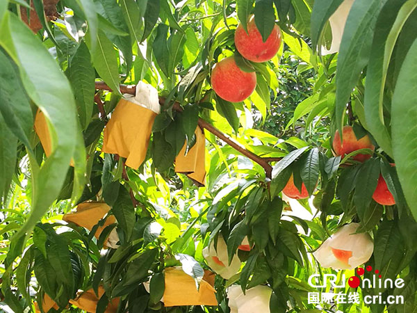 图片默认标题_fororder_3