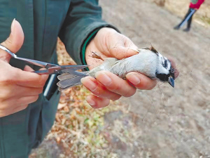 冰城志愿“护鸟人” 两年救鸟近万只