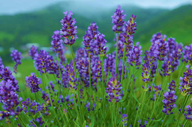 图片默认标题_fororder_jpjingji0529-1-1