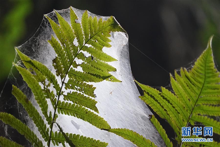 #新华网#跨国探险队在广西东兰发现大型天坑