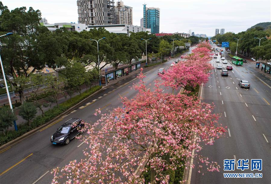 广西柳州：美丽异木棉花竞相盛开
